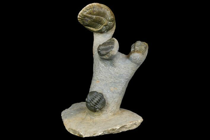 Aesthetic Association of Four Trilobites From Ofaten, Morocco #175055